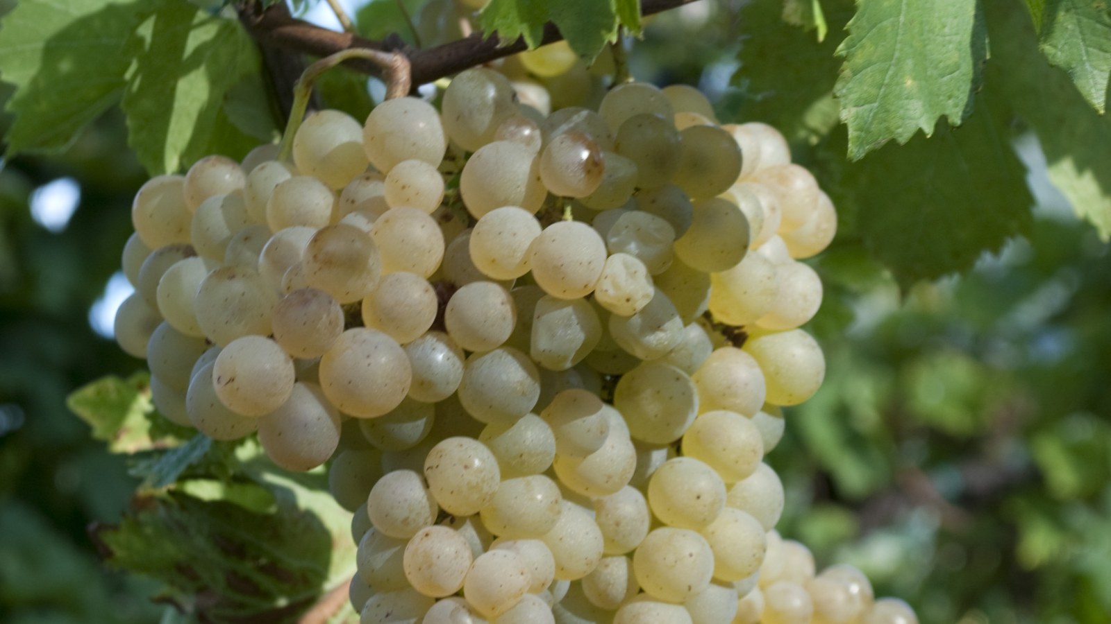 A bunch of green Bacchus grapes on the vine