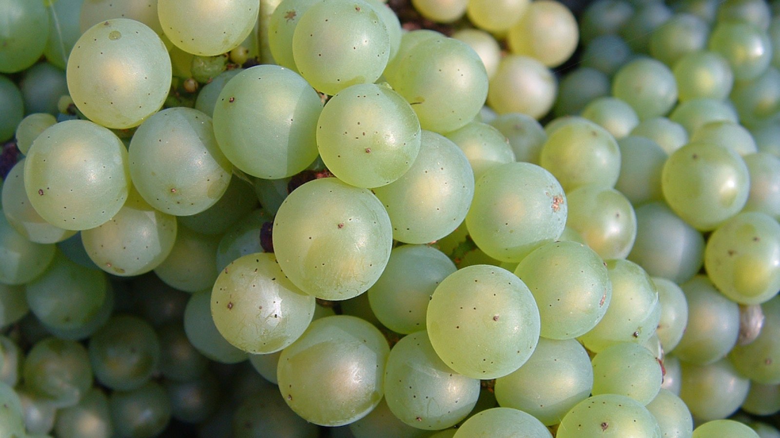 Close-up of Chardonnay grapes