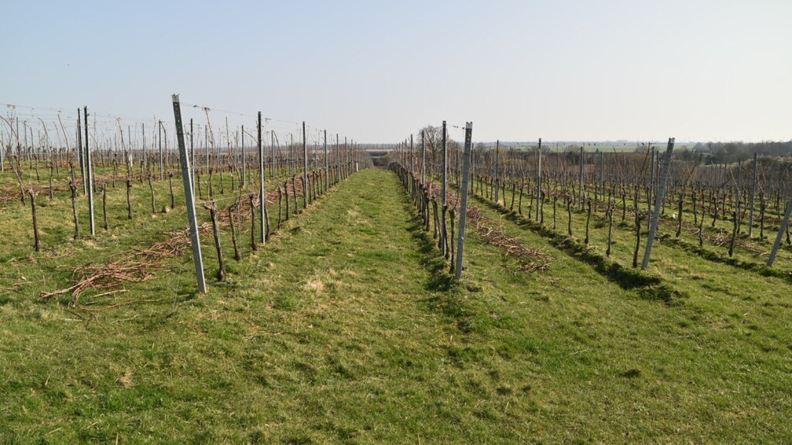Vineyard at Gusbourne Estate in Appledore, Kent