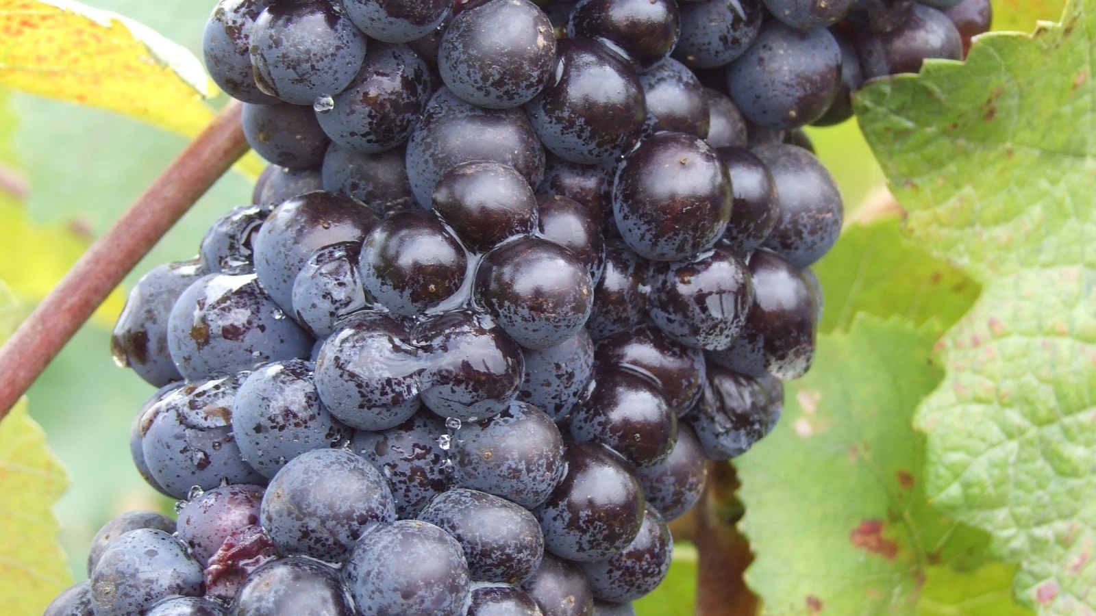 Dark Pinot Noir grapes on the vine in Oregon