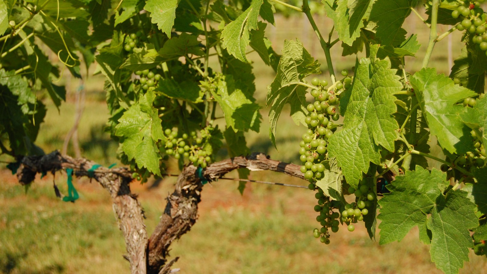 Unripe Seyval Blanc grapes on the vine in Virginia